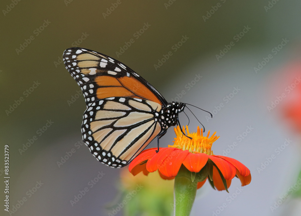 Naklejka premium A Monarch Butterfly atop an orange sunflower against a natural bokeh background. Close up view with good detail.