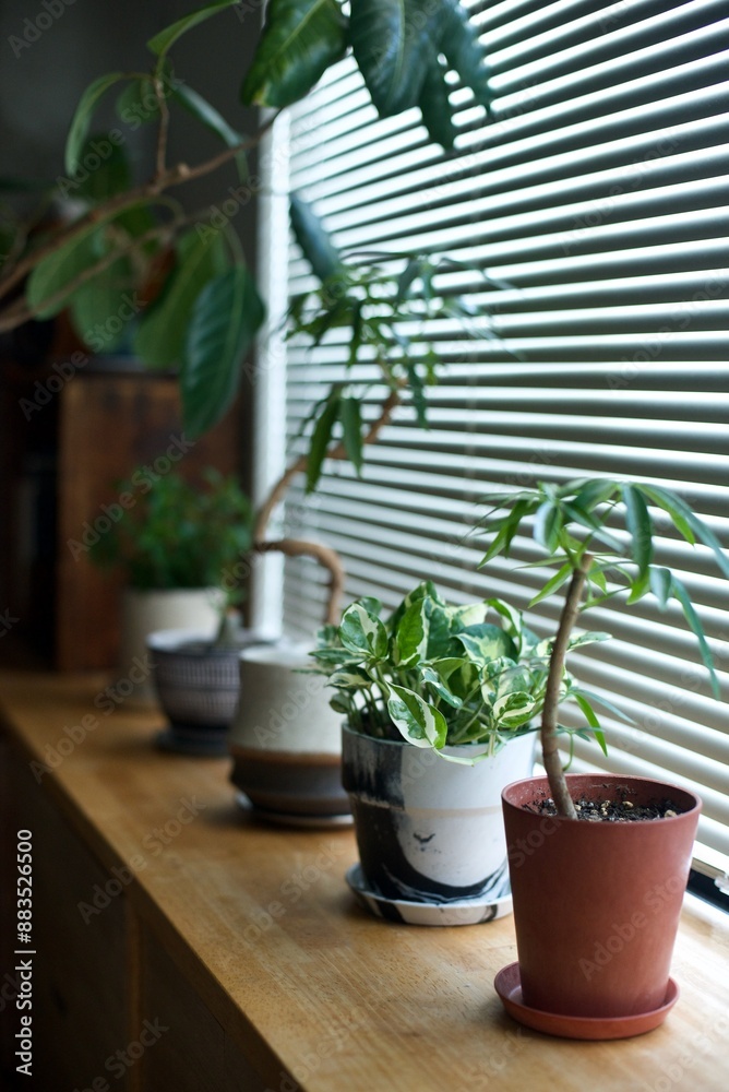 窓辺に並べた鉢植えの観葉植物 窓辺に並べた鉢植えの観葉植物