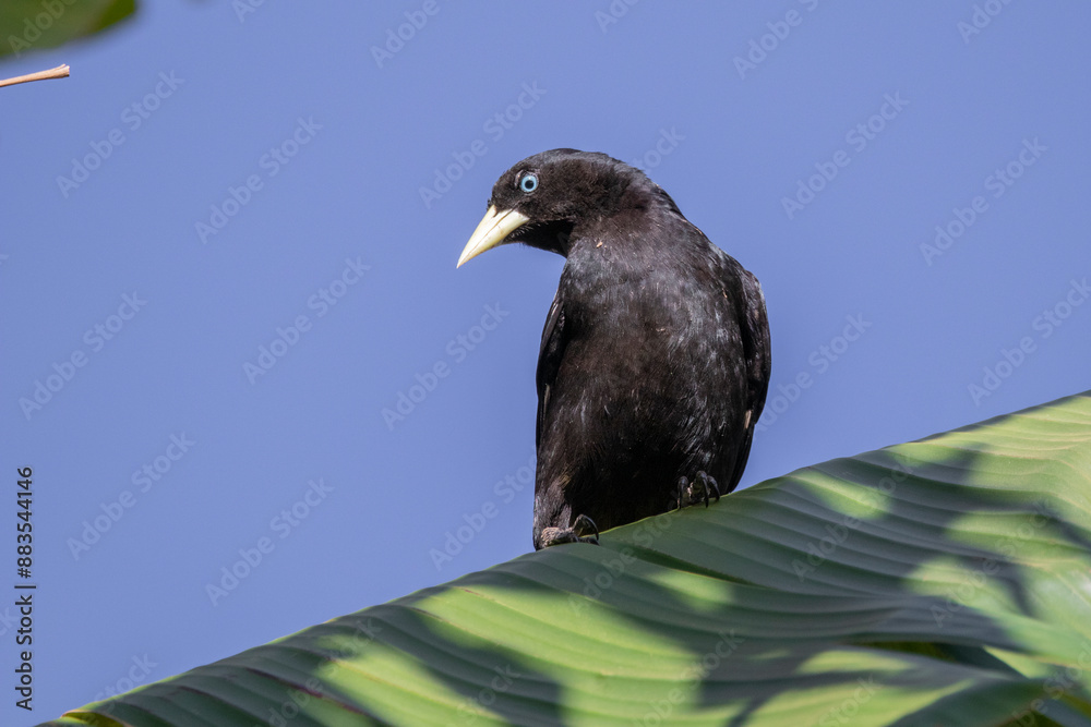 Fototapeta premium Brazilian Savannah Bird The birds of Brazil are very beautiful and have many colors