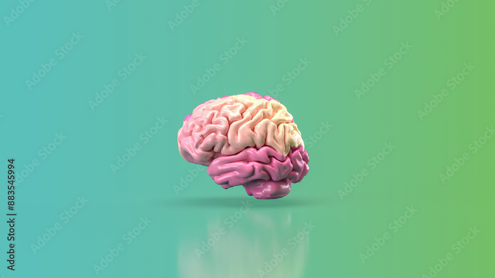 The pink brain for eduction or creative concept 3d rendering. The pink brain for eduction or creative concept 3d rendering.