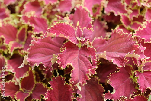 Red Leaves plant (Coleus) - Red Leaf Houseplants