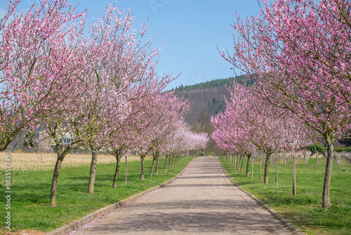 Blühende Mandelbaeume (Prunus dulcis) photo