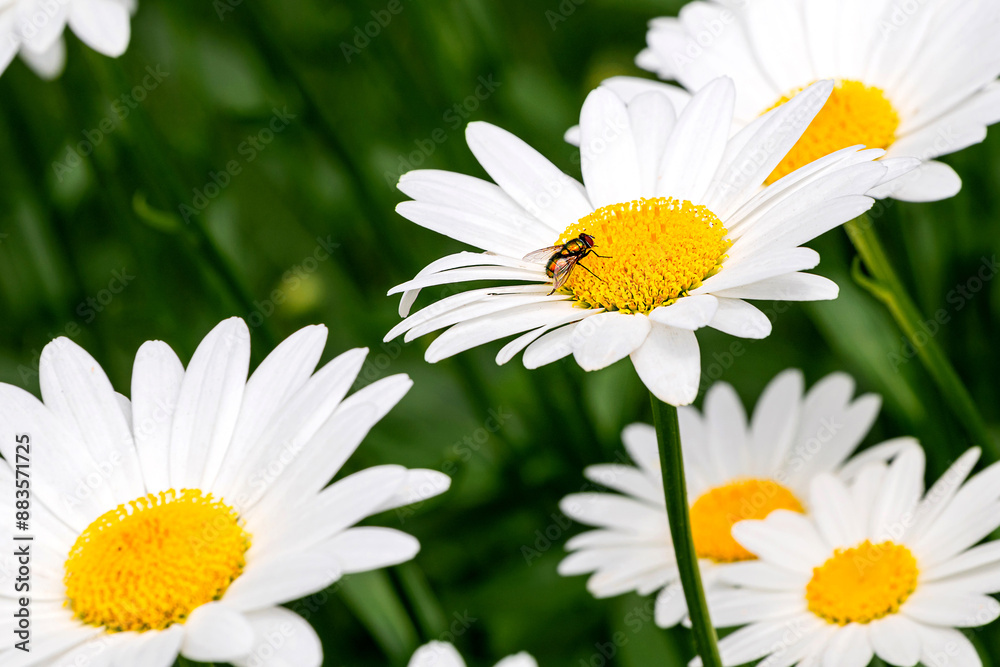 Fototapeta premium Blooming oxeye daisy flowers