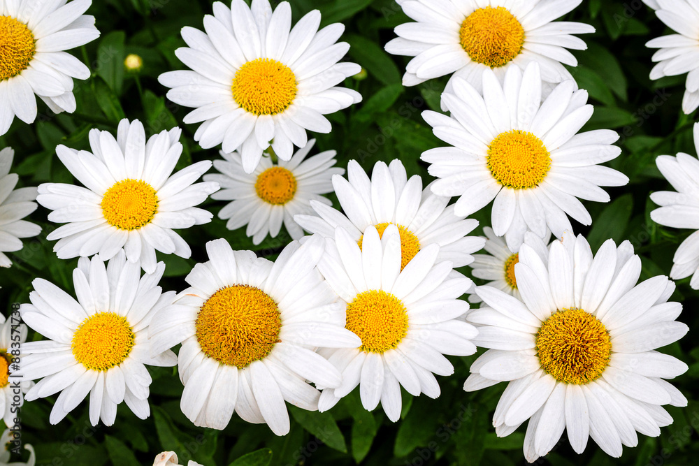 Fototapeta premium Blooming oxeye daisy flowers