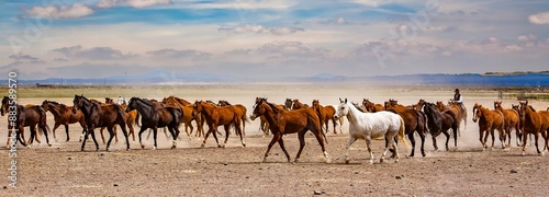 A cowboy from a ranch near Silver Lake, wrangling horses to be used for a roundup the following day.