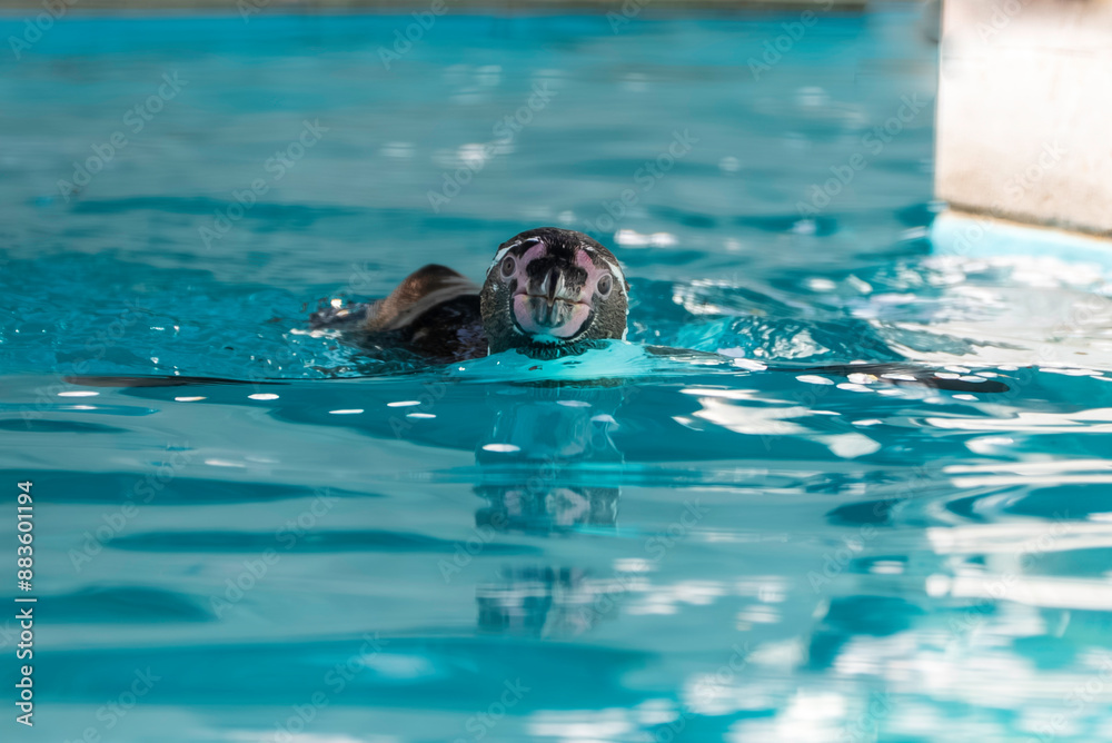 Obraz premium 桜の花びらと泳ぐフルボルトペンギン 