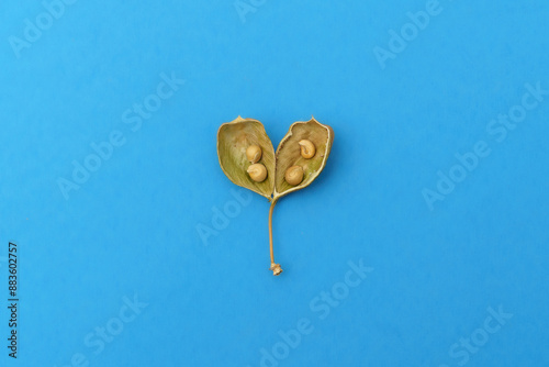 Dried bladderpod seed pod with seeds (Peritoma arborea) photo