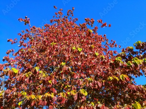 秋のハナミズキの赤い実と紅葉と青空