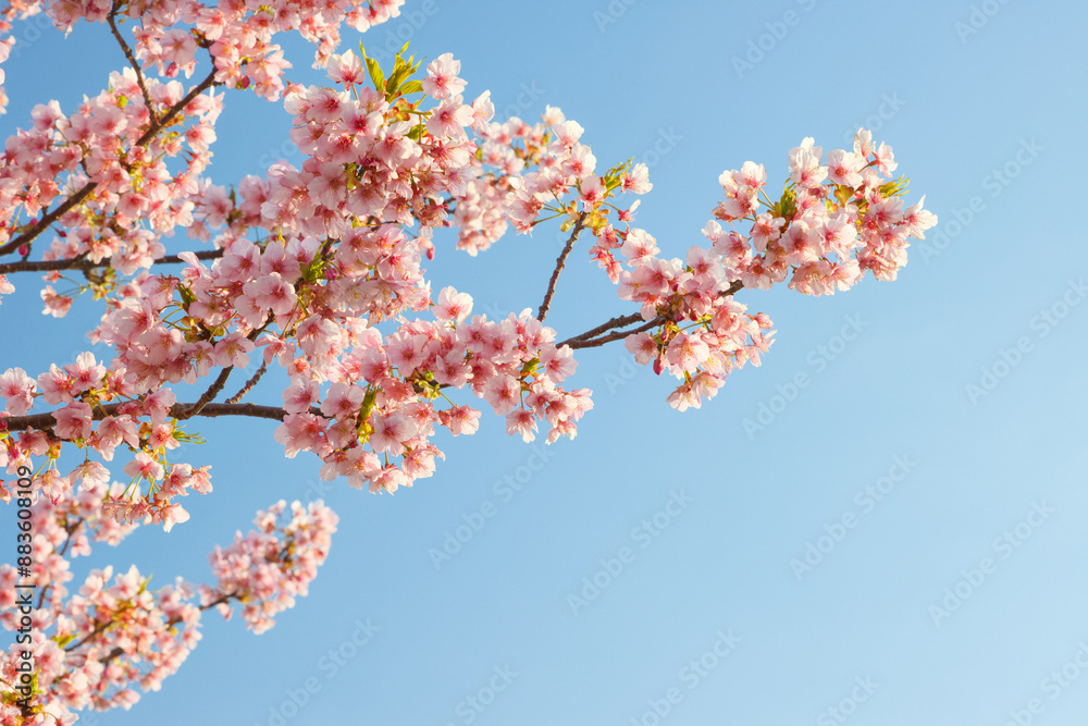 青空と河津桜