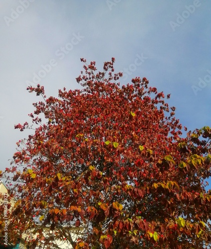 秋のハナミズキの赤い実と紅葉と青空