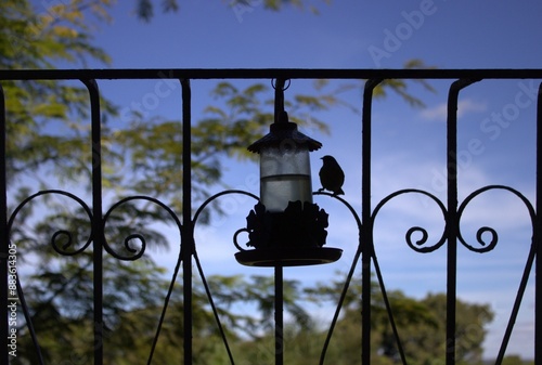 Pôr-do-sol, Beija flor, silueta, Brasília, bsb, BSB, Lago Norte, Parque das garças, Casal, Verão