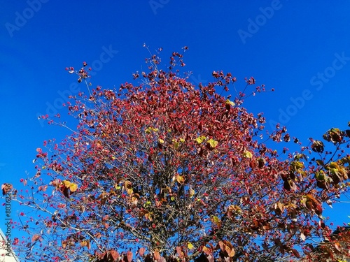 秋のハナミズキの赤い実と紅葉と青空