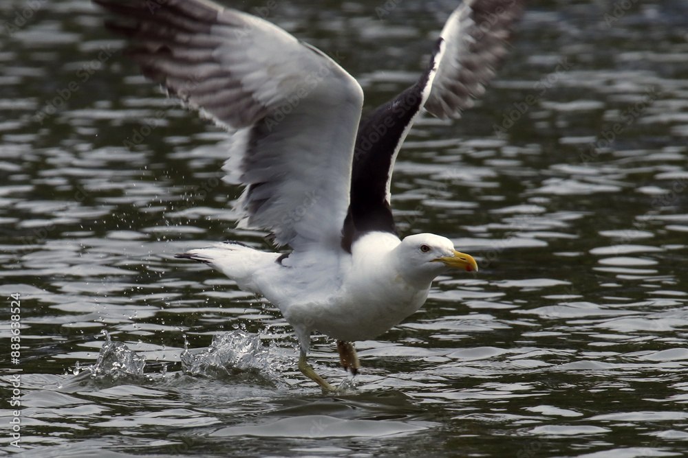 Um espetáculo das gaivotas na distribuição de restos de peixes e peixes menores pelos pescadores no canal de Ponta Negra - Maricá - RJ Um espetáculo das gaivotas na distribuição de restos de peixes e peixes menores pelos pescadores no canal de Ponta Negra - Maricá - RJ