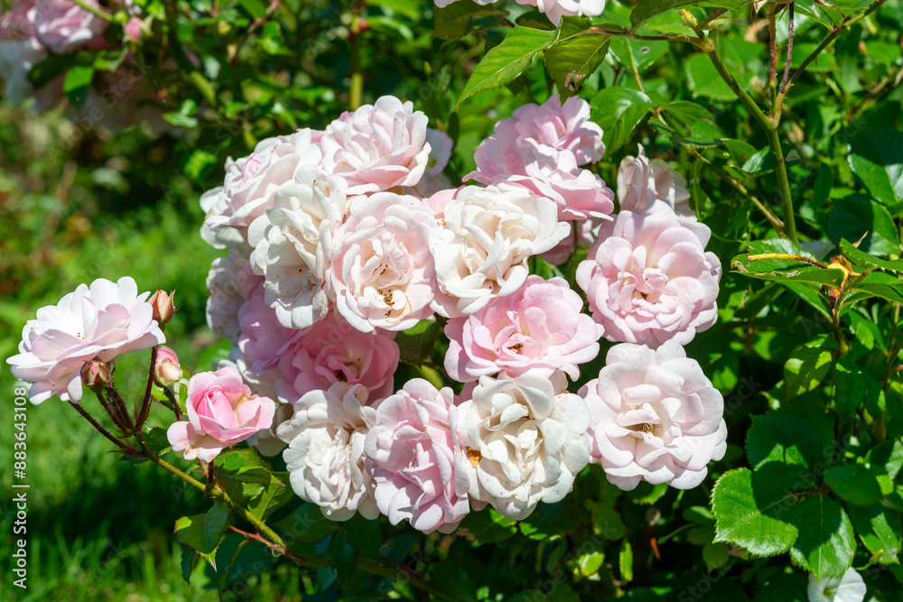 Fototapeta premium low hanging pink rose bush branch and grass