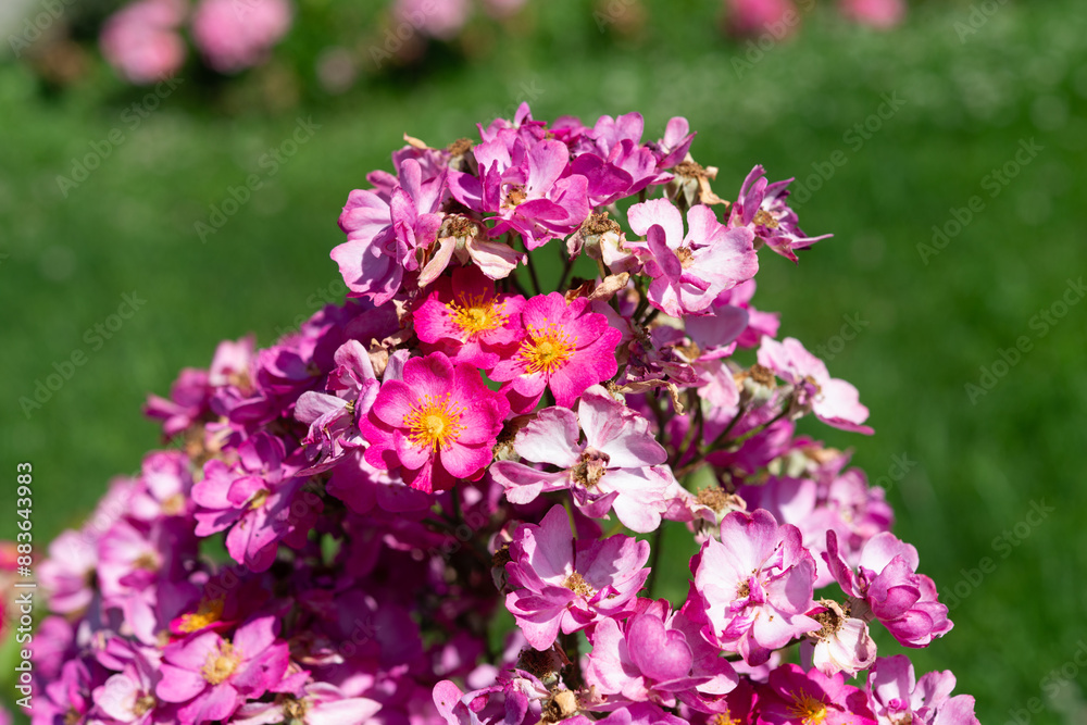 cluster single-petaled pink roses on a defocused ground cluster single-petaled pink roses on a defocused ground