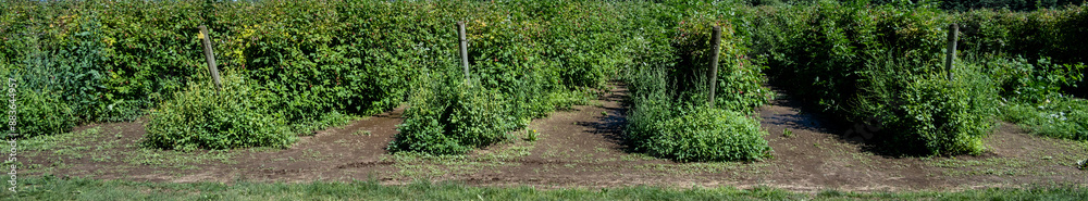 Rows of tulameen variety raspberry bushes loaded with ripe red raspberries on a u-pick farm on a sunny summer day
Rows of tulameen variety raspberry bushes loaded with ripe red raspberries on a u-pick farm on a sunny summer day