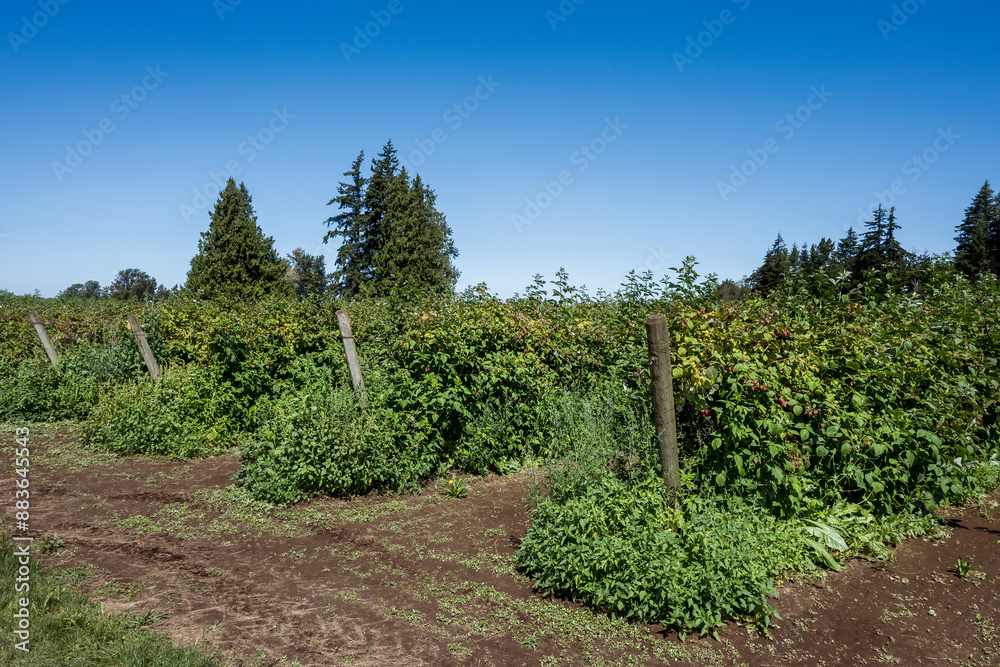 Rows of tulameen variety raspberry bushes loaded with ripe red raspberries on a u-pick farm on a sunny summer day
Rows of tulameen variety raspberry bushes loaded with ripe red raspberries on a u-pick farm on a sunny summer day