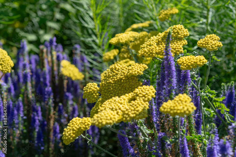 Obraz premium achillea or yellow yarrow and purple veronica flower spikes in summer