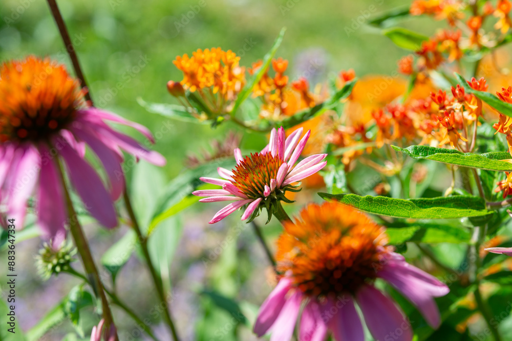 defocused close-up of Echinacea purpurea and butterfly milkweed (Asclepias tuberosa) defocused close-up of Echinacea purpurea and butterfly milkweed (Asclepias tuberosa)