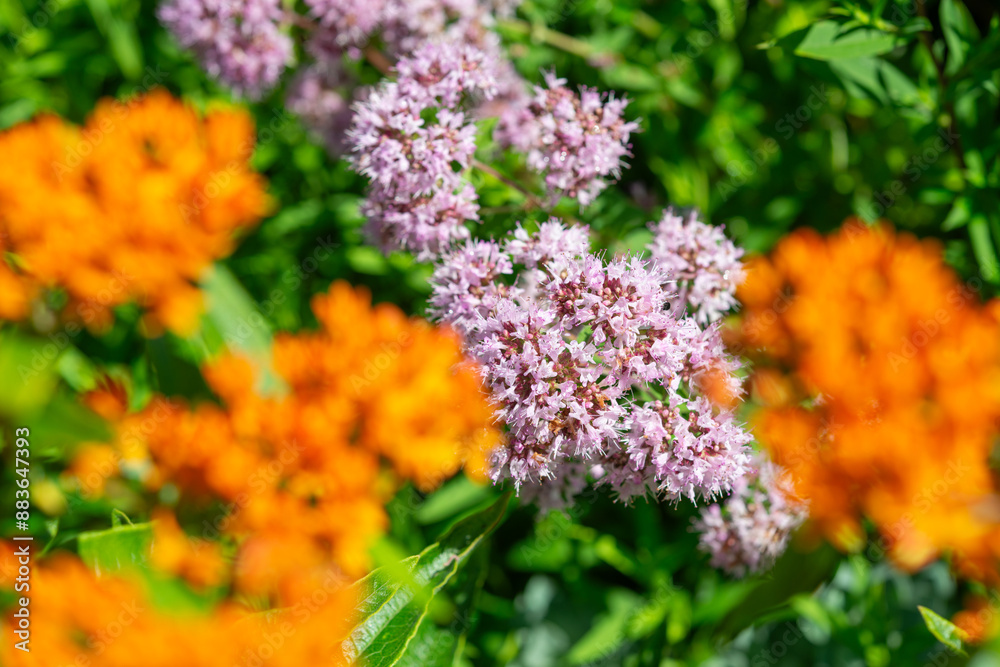 Obraz premium shallow depth of field focus on oregano blossoms and defocused Asclepias tuberosa or butterfly milkweed flowers