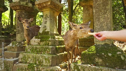 Feeding deer crackers the Nara deer at Kasuga taisha shrine approach