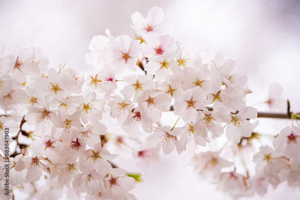 Spring day. Spring nature. Branches of blossoming cherry with soft focus on light blue sky background in sunlight. Beautiful floral image of spring nature. White flowers the fruit tree. Spring day. Spring nature. Branches of blossoming cherry with soft focus on light blue sky background in sunlight. Beautiful floral image of spring nature. White flowers the fruit tree.
