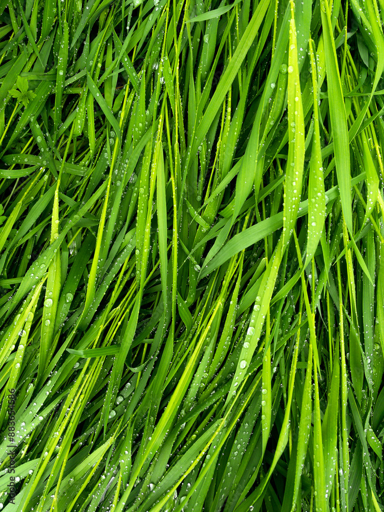 Beautiful green grass leaves texture with rain drops Beautiful green grass leaves texture with rain drops