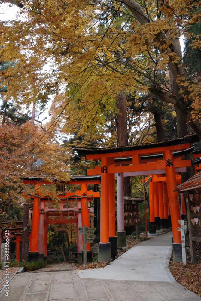 japanese shrine in autumn kyoto 'Senbon Torii, 1000 gates' / 千本鳥居,稲荷大社(稲荷神社) @古都京都(秋の紅葉) japanese shrine in autumn kyoto 'Senbon Torii, 1000 gates' / 千本鳥居,稲荷大社(稲荷神社) @古都京都(秋の紅葉)