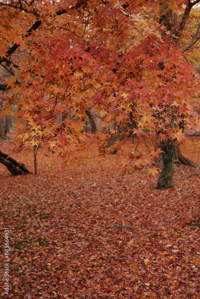 Autumn leaves in the forest ~ red leaves carpet / 落ち葉の道,落葉の絨毯(じゅうたん),秋の京都・紅葉 Autumn leaves in the forest ~ red leaves carpet / 落ち葉の道,落葉の絨毯(じゅうたん),秋の京都・紅葉