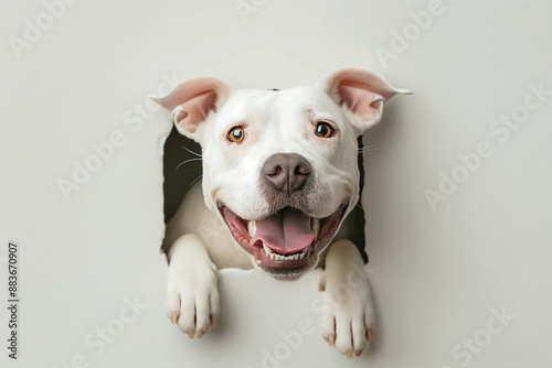 dog, animal, pet, puppy, canine, mammal, isolated, portrait, white, breed, domestic, brown, pets, animals, shiba inu, cute, tongue, baby, friend, studio, adorable, pedigree, sitting