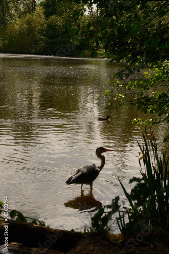 Heron in the Hampstead pond marshes