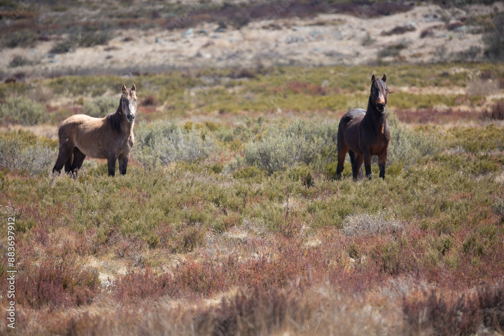Wild (feral) Snowy Mountains brumbies in open grassland Wild (feral) Snowy Mountains brumbies in open grassland