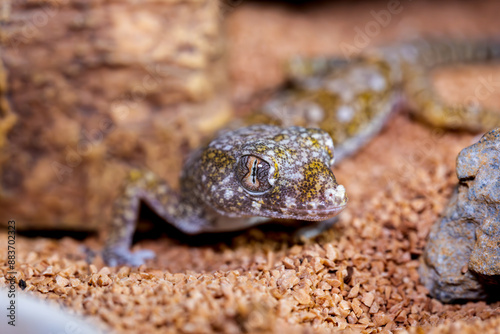 エレガンスボウユビヤモリのマクロ photo