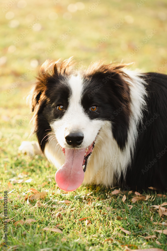 Portrait of black and white border collie dog relaxing on grass Portrait of black and white border collie dog relaxing on grass