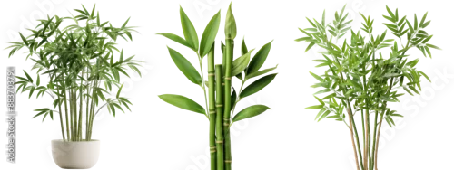 Panel kuchenny z motywem A collection of different types of bamboo plants, showcasing vibrant green foliage and various growth forms in a clear background.