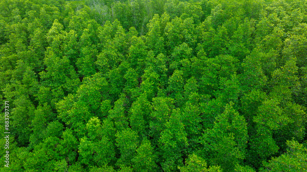 aerial view of fog and dark green forest Rich natural ecosystem, rainforest, natural forest conservation concept aerial view of fog and dark green forest Rich natural ecosystem, rainforest, natural forest conservation concept