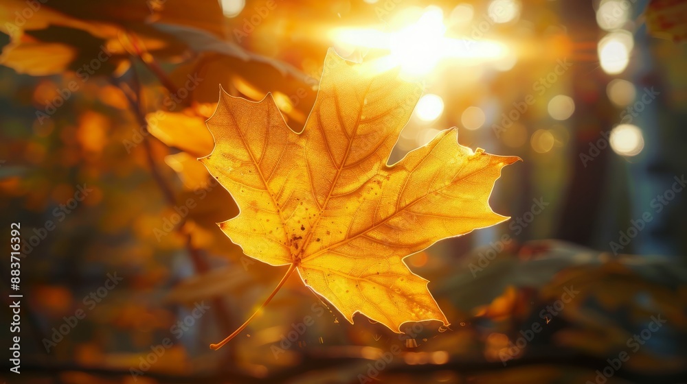 Obraz premium Golden Hour in the Forest: Suspended Maple Leaf Illuminated by a Sunbeam, Delicate Veins Creating a Visual Spectacle