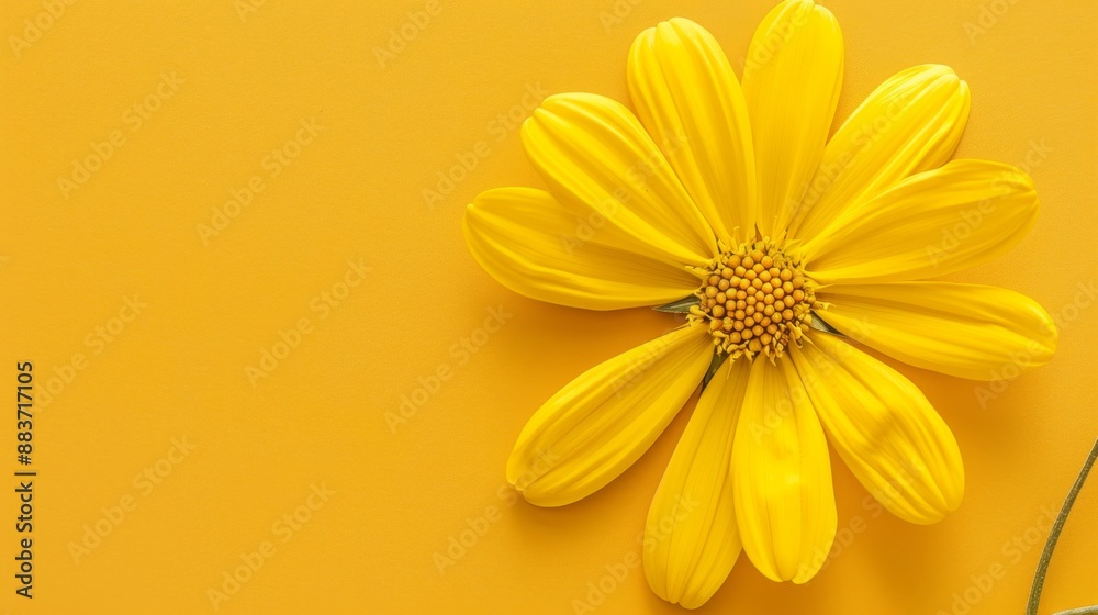 Obraz premium Bright yellow daisy on a vibrant yellow background, emphasizing the beauty of nature.