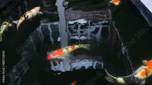 fish pond