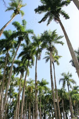 Vertical shot of palm tree tops photo