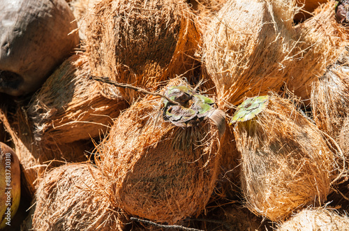 Peeling ripe coconuts in the farmer's garden