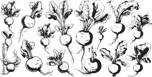 radish silhouettes