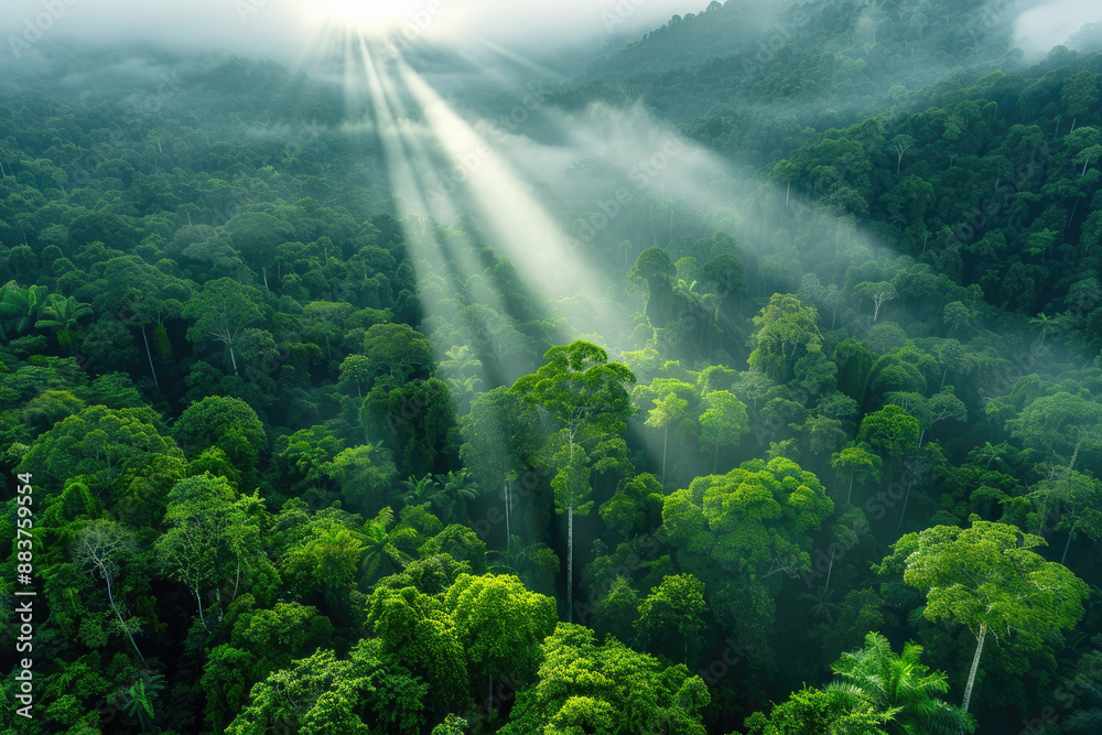 The green canopy of the rainforest is pierced by rays of sunlight. The green canopy of the rainforest is pierced by rays of sunlight.