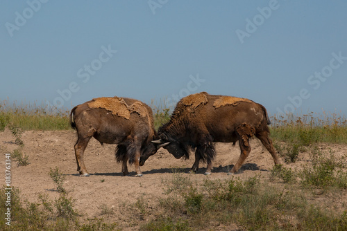 Sparring Bison 