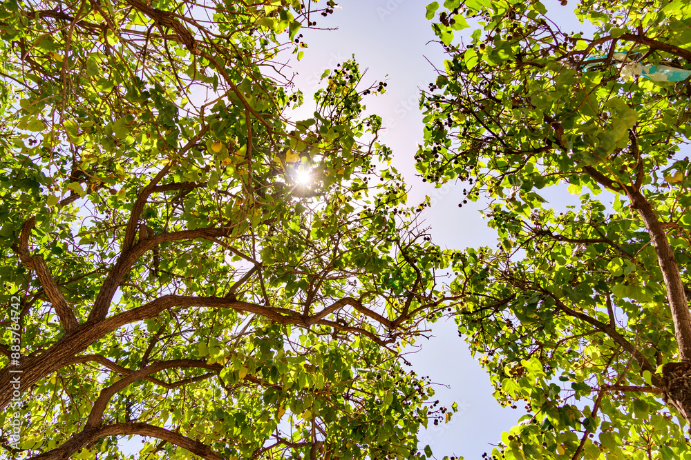 Observing the sun through the trees branches on a clear day Observing the sun through the trees branches on a clear day