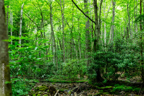 Gentry Falls and Trail Laurel Bloomery TN