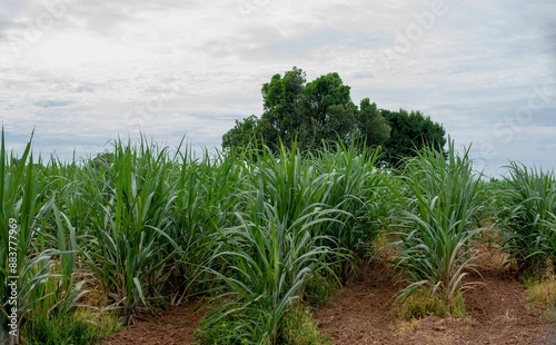 Wallpaper Mural Sugarcane growing inside the farm in countryside of Thailand Torontodigital.ca