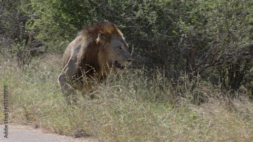 A young male lion covered in a swarm of flies, gets up and follows a female lioness he is currently courting next to the road in the Kruger National Park in South Africa.