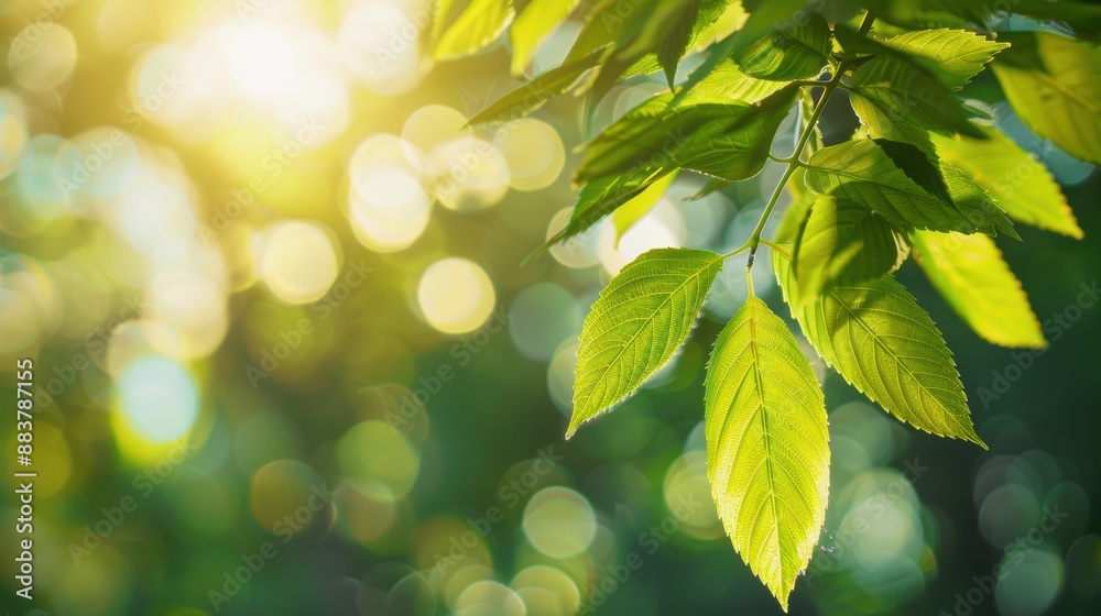 Sunlit green leaves with a bokeh background, capturing the beauty and tranquility of nature in a bright and serene setting. Sunlit green leaves with a bokeh background, capturing the beauty and tranquility of nature in a bright and serene setting.