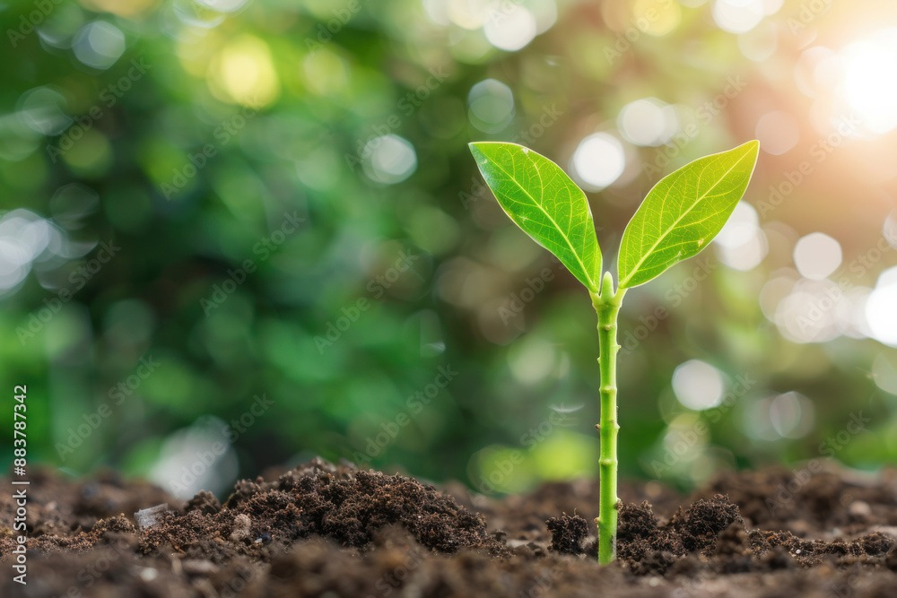 A young green plant sprouting from dark soil with a blurred nature background, symbolizing growth, new beginnings, and hope in a natural environment. A young green plant sprouting from dark soil with a blurred nature background, symbolizing growth, new beginnings, and hope in a natural environment.